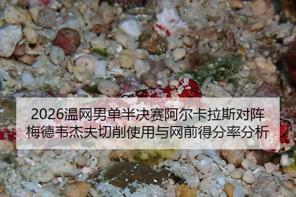 wen-wang-nan-dan-ban-jue-sai-a-er-ka-la-si-dui-zhen-mei-de-wei-jie-fu-qie-xiao-shi-yong-yu-wang-qian-de-fen-lv-fen-xi-2-661.jpg